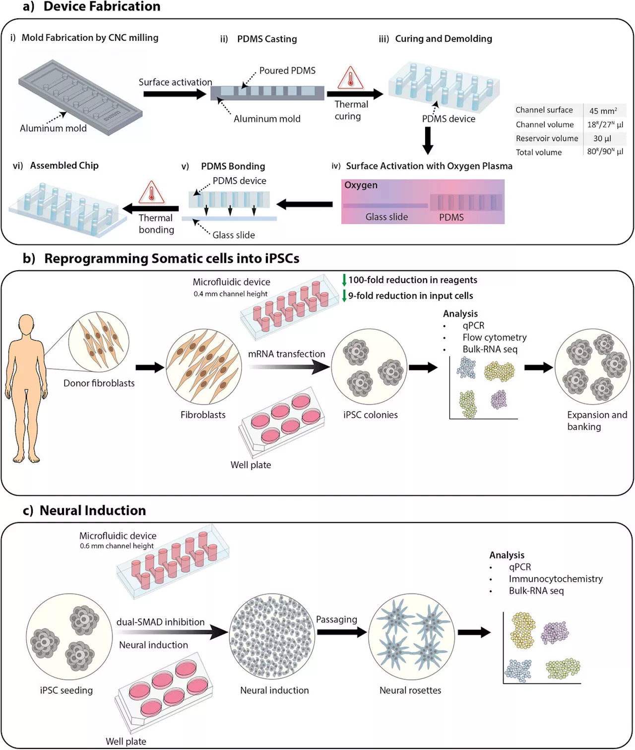 New device improves stem cell generation and chance for accessible Alzheimer's cell therapy