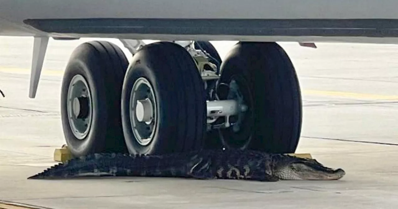 Huge sleeping alligator holds up flights at Florida air force base