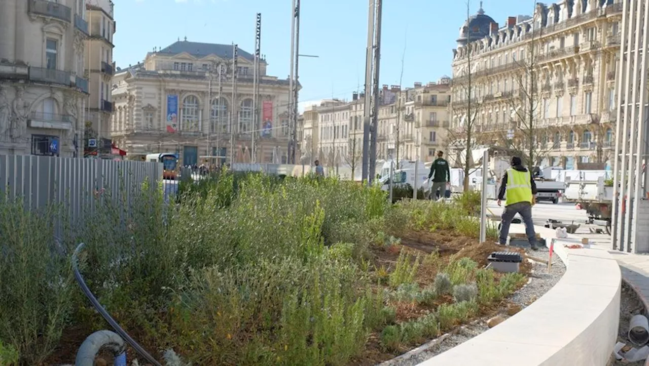 Lutte contre le changement climatique : la Chambre régionale des comptes pointe des insuffisances de la Ville