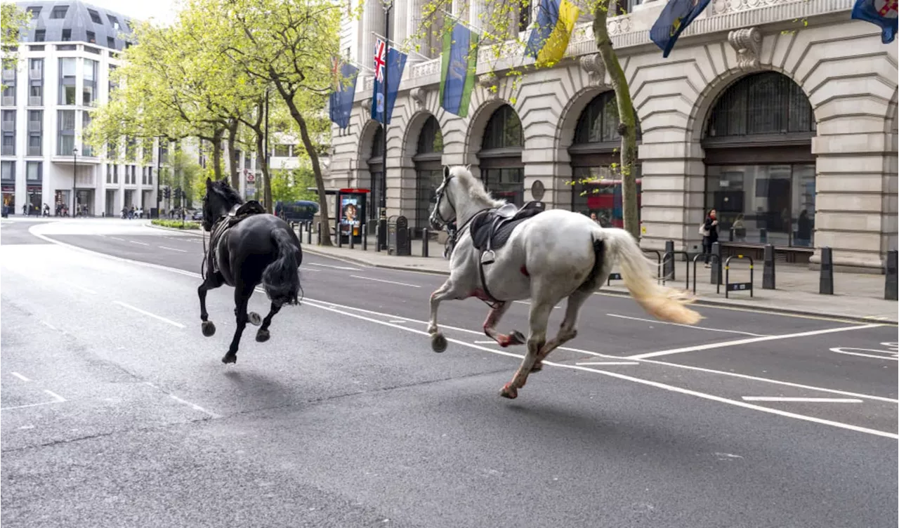 Riderless horses recovered after ‘a number' broke free and ran through central London