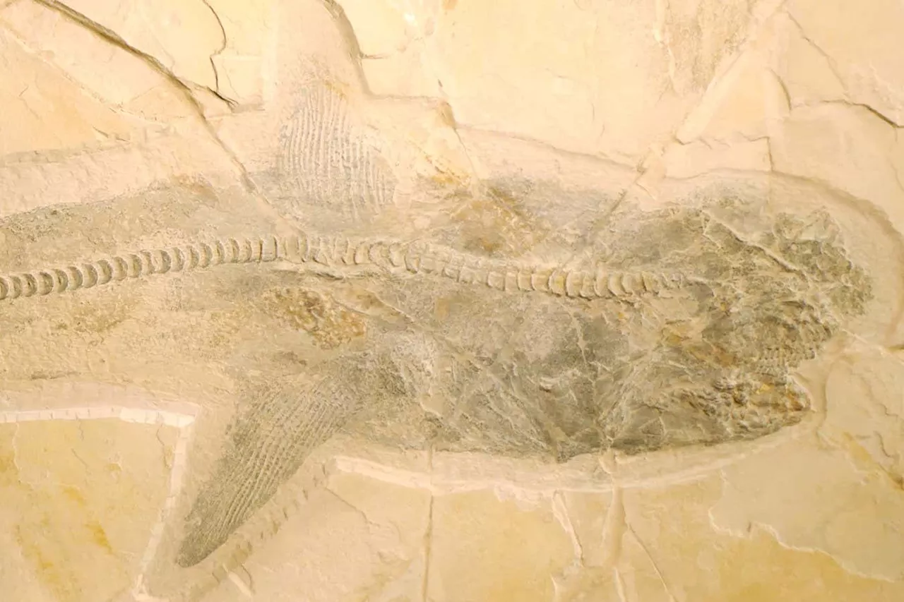 Exquisite fossils of Cretaceous shark solve mystery of how it hunted