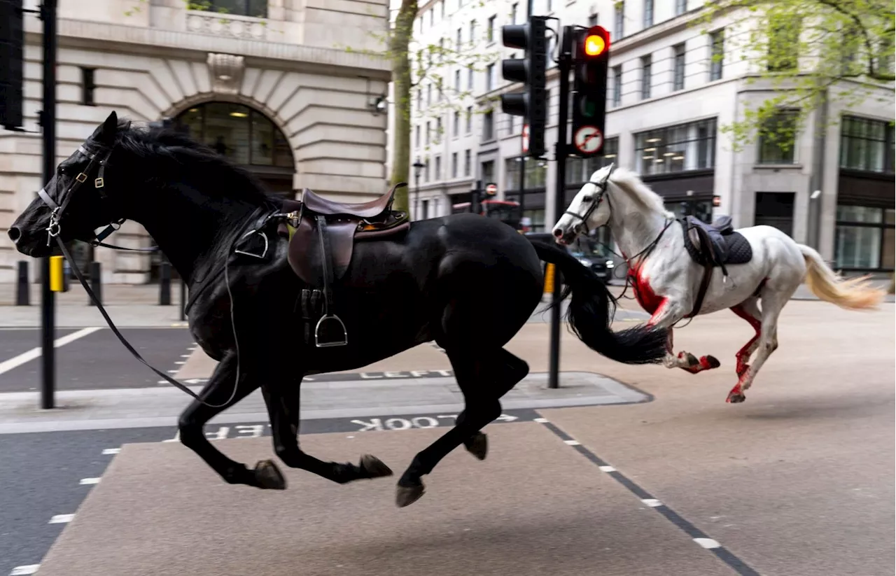 Four people hospitalised after horses bolt through London city