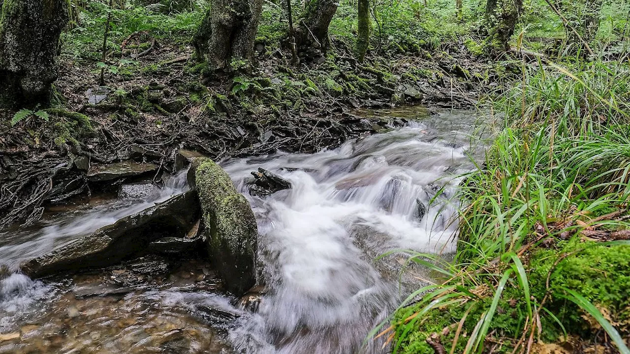 Nordrhein-Westfalen: Kreis Kleve bewirbt sich vorerst nicht um Nationalpark