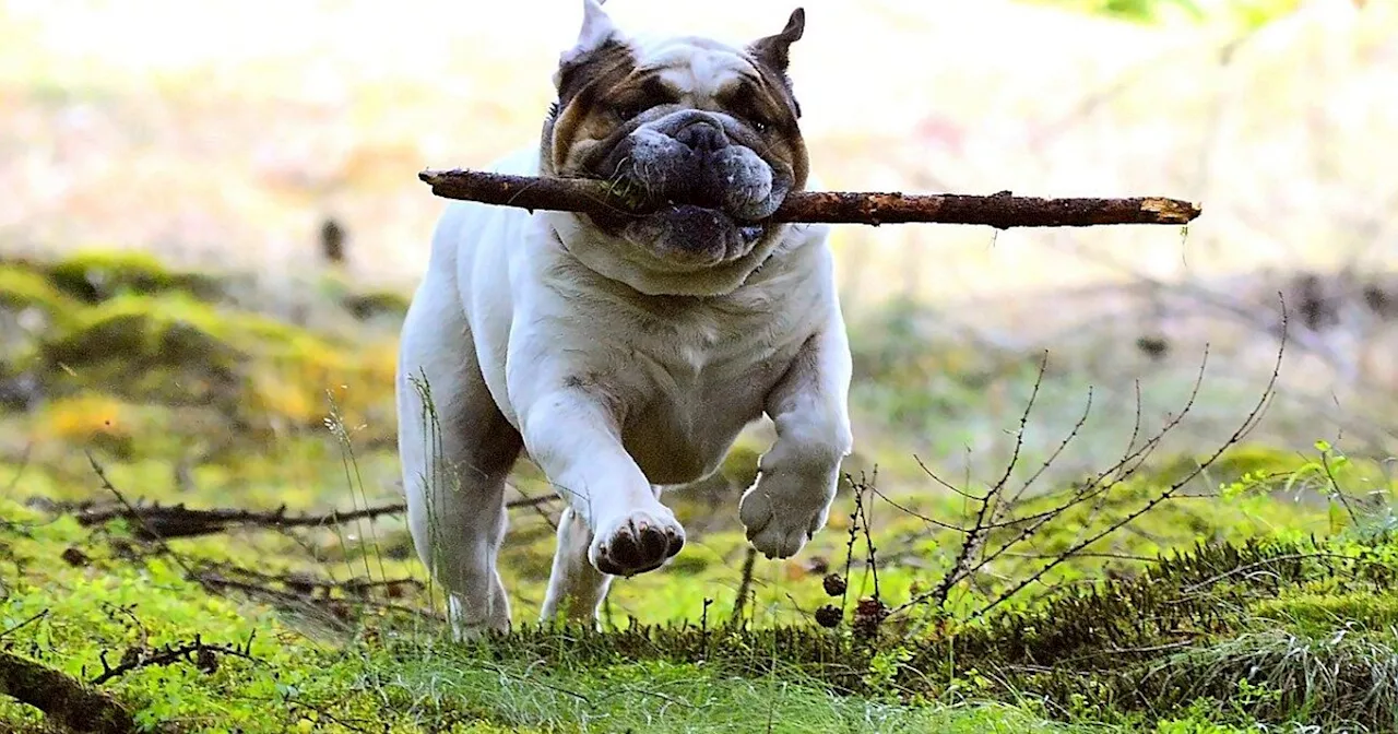 Gute Nachricht auch für Hundehalte aus Höxter: Boffzen bekommt eine Hundespielwiese