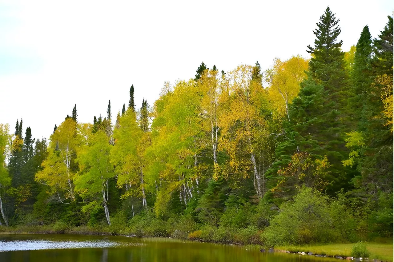 Diversity and productivity go branch-in-branch: Scientists share which forests can adapt to climate change