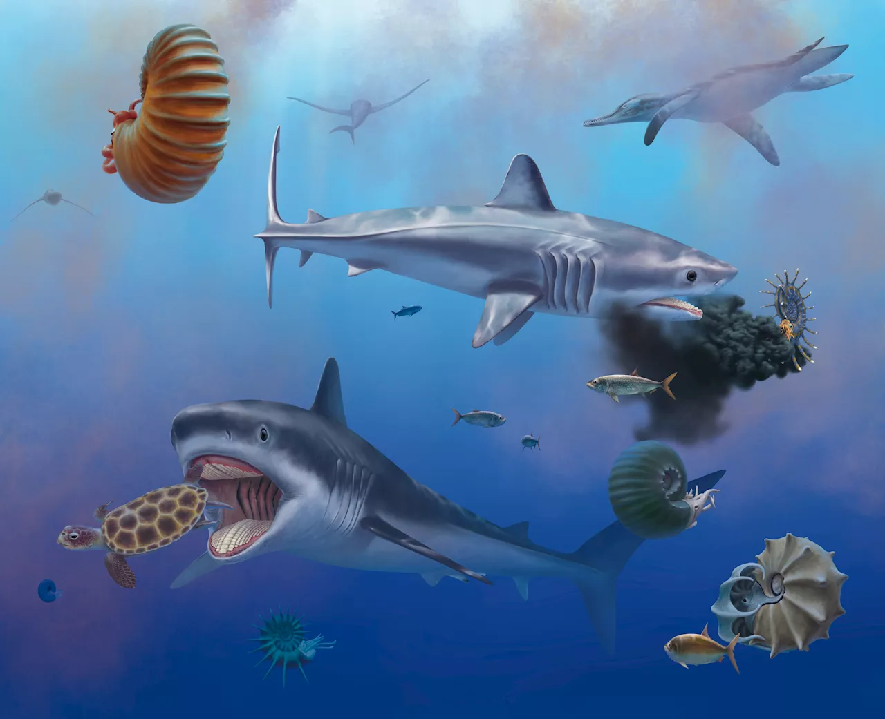 Exceptionally well-preserved shark fossils from the time of the dinosaurs identified in Mexico