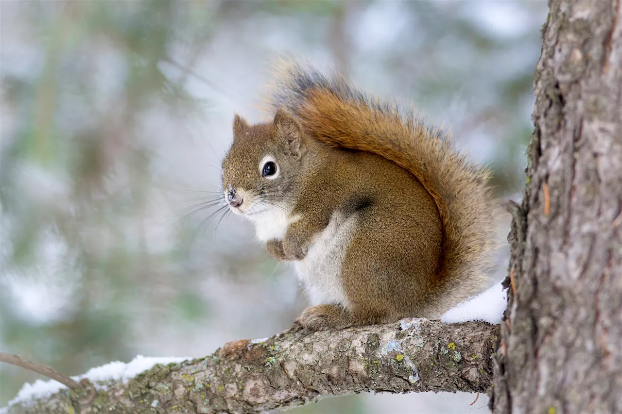 Study suggests squirrels benefit late in life from a food boom that negates early-life adversity