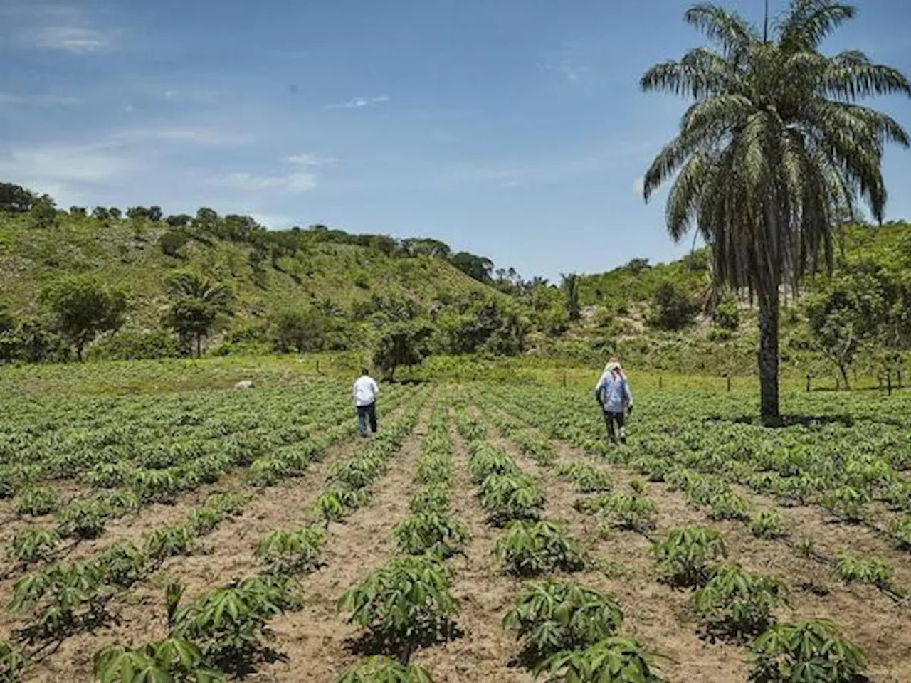 Se ha restituido menos tierra durante el gobierno Petro que en la administración Duque