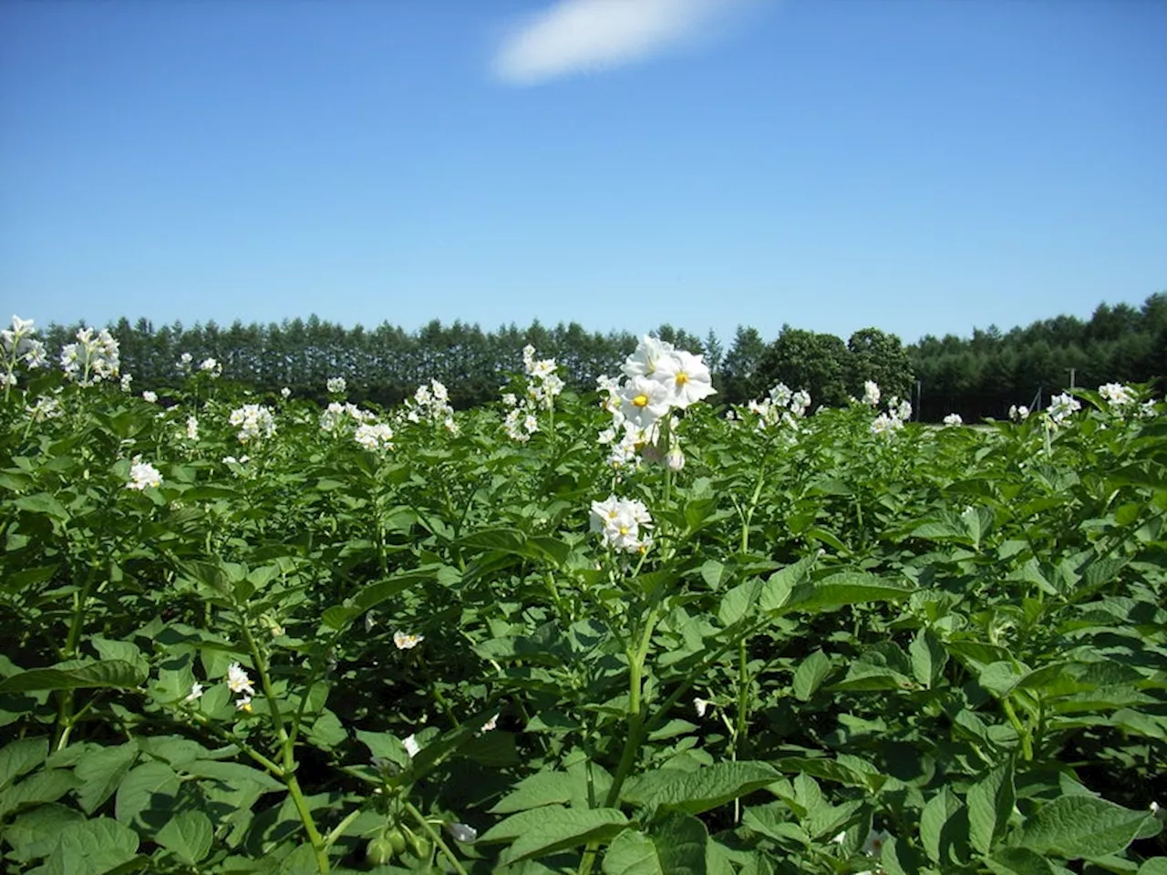 BASFジャパン、馬鈴薯と甜菜向けにxarvio® FIELD MANAGERの生育ステージ予測と病害予測機能を追加し北海道の基幹作物栽培をサポート