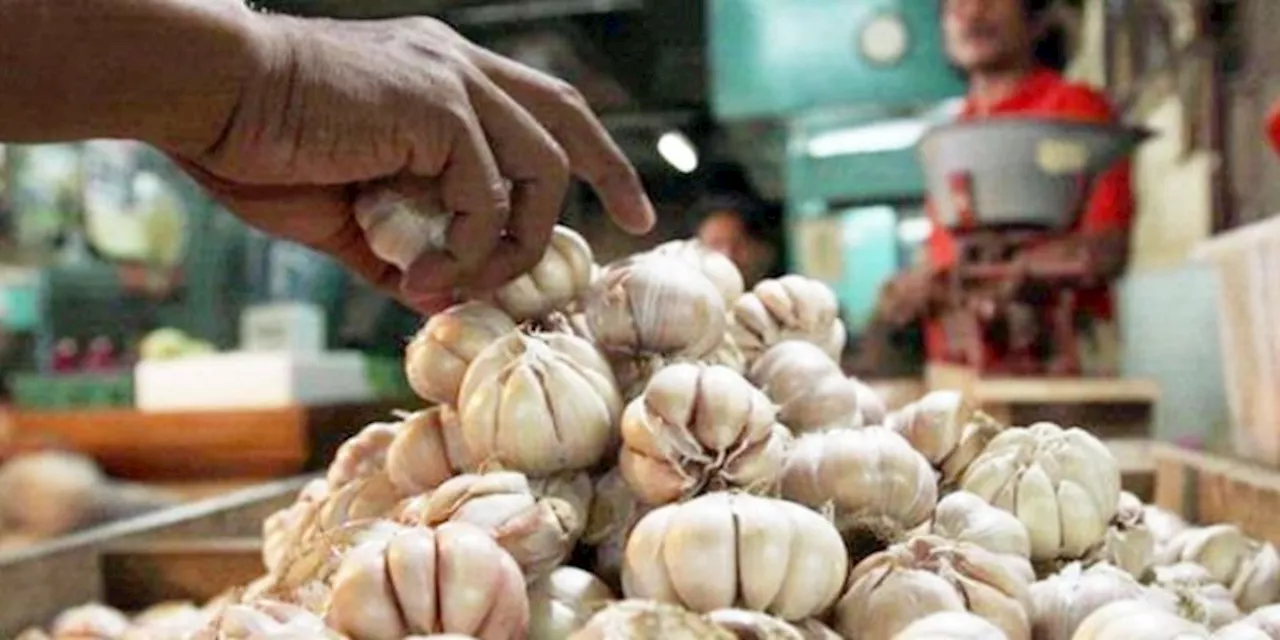 Gara-gara Produksi China Turun, Impor Bawang Putih Baru Capai 14 Persen