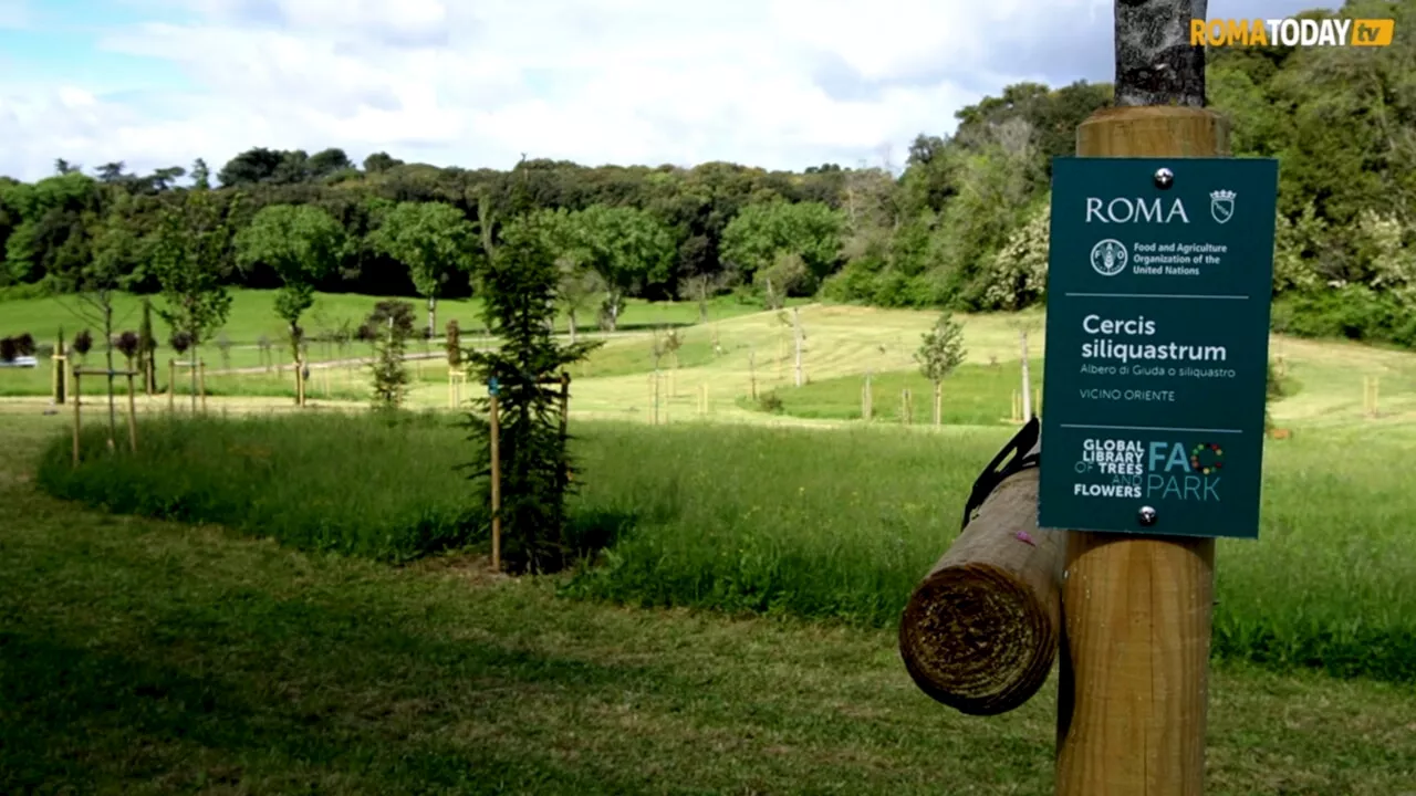  80 nuove alberature a Villa Pamphilj: è la biblioteca mondiale di alberi e fiori realizzata con la Fao