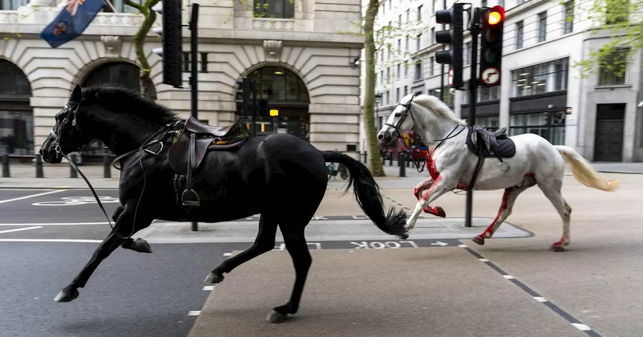 Entlaufene Pferde galoppieren durch London: Mehrere Verletzte​