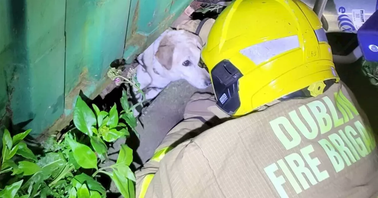 Dog rescued by Dublin Fire Brigade after becoming trapped under 40ft container