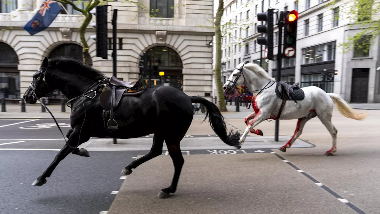 Blutende Pferde rennen durch London - Polizei jagt entflohene Tiere