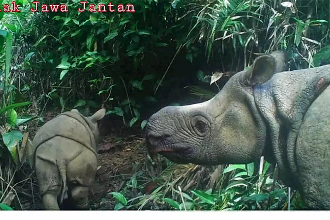 New calf, same threats: Javan rhinos continue to reproduce despite perils