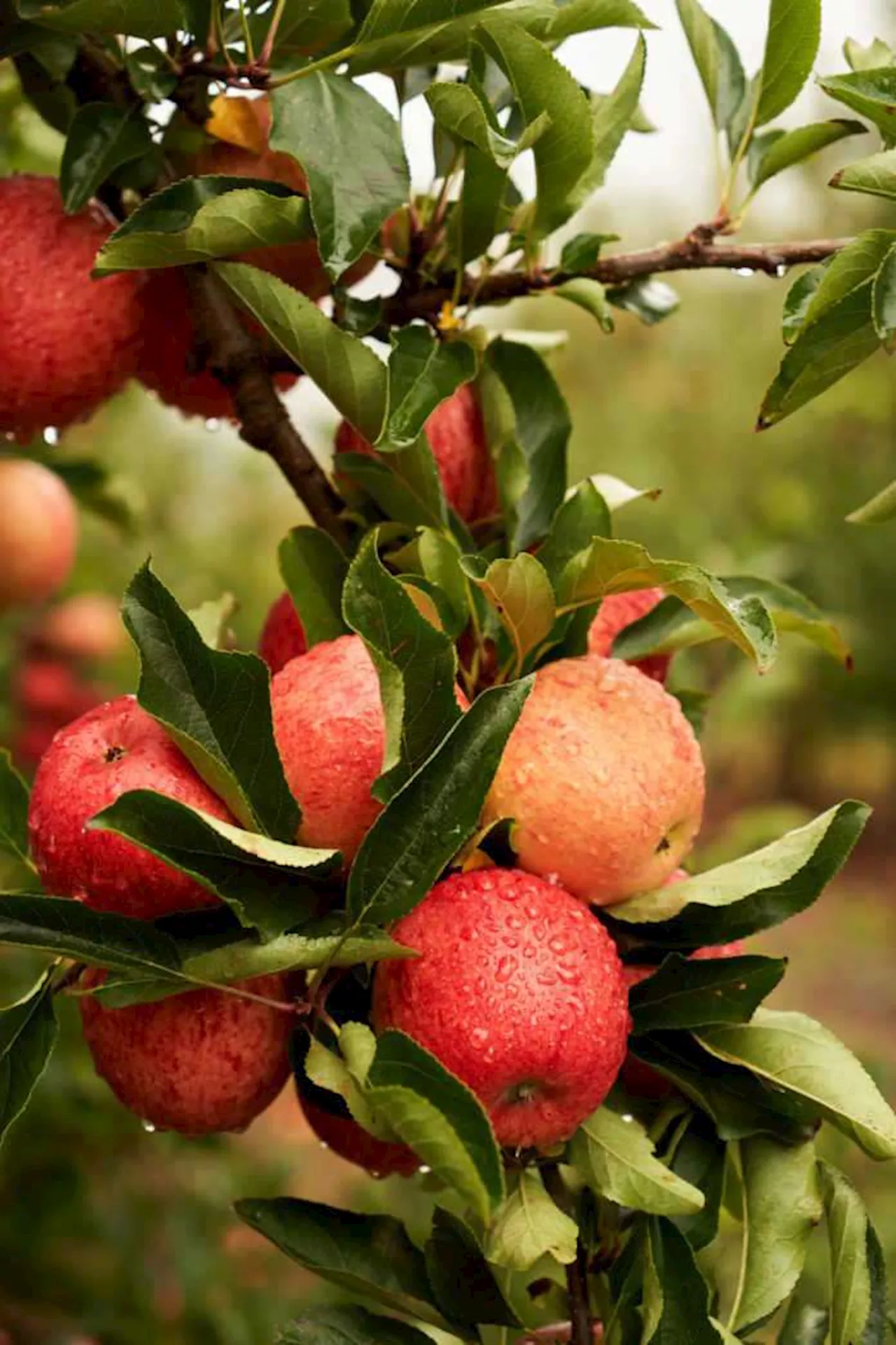 WOOLWORTHS FARMERS INTEGRATE DRONE TECHNOLOGY TO REVOLUTIONISE AGRICULTURE