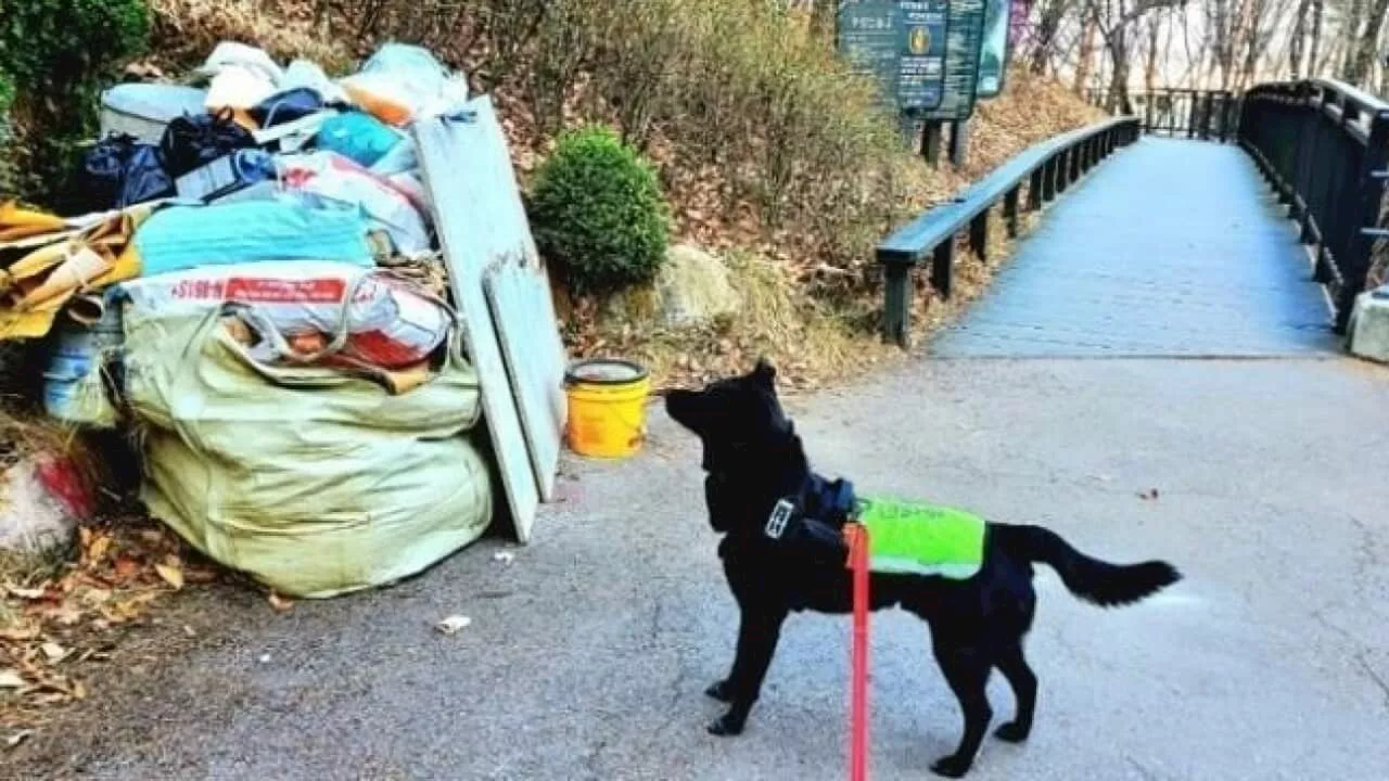 Paw patrol: The dogs fighting crime on Seoul's streets