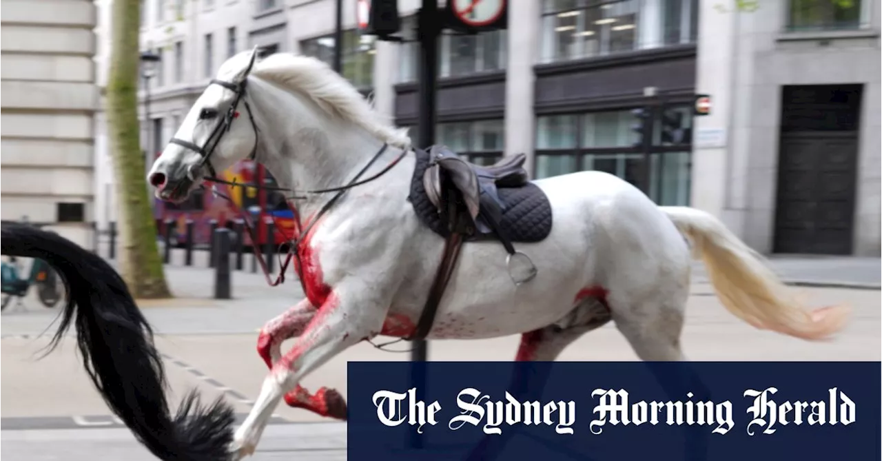 Blood-covered horses run loose through central London