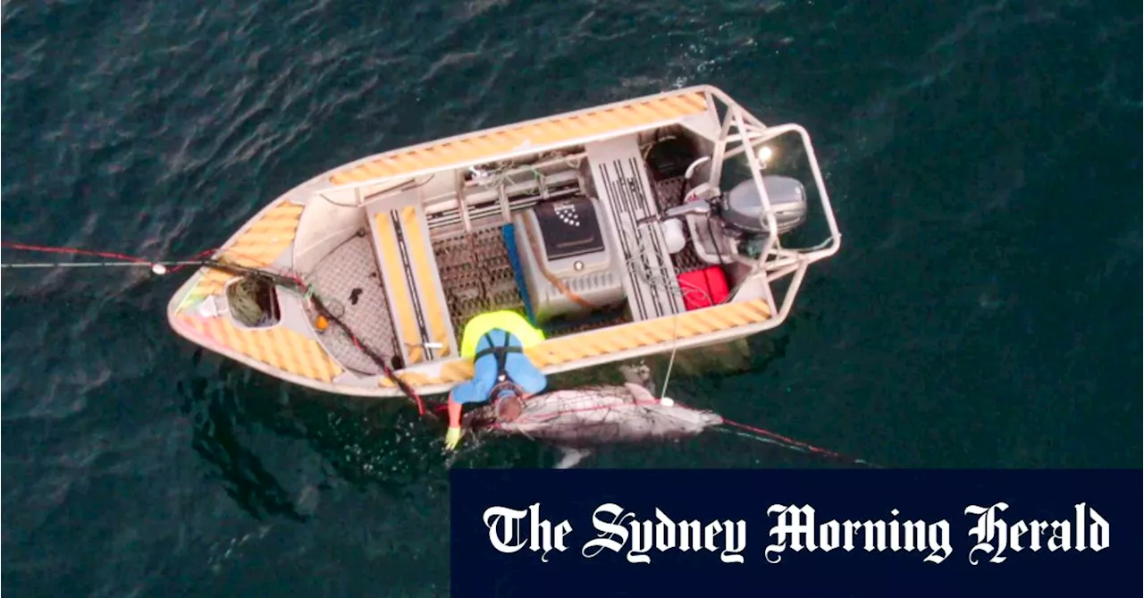 ‘Pointless killing’: Tangled dolphin at Bondi dies days before shark net removal