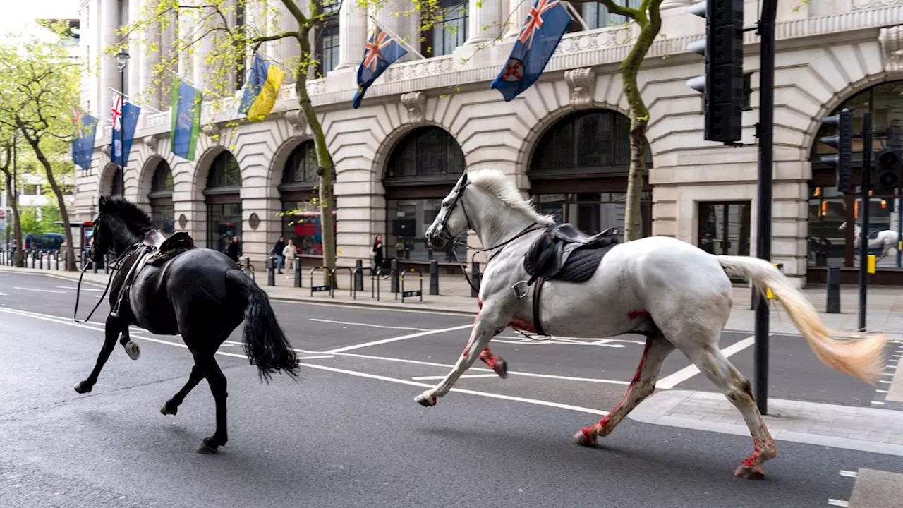 Ausbruch nahe Buckingham Palace: Entlaufene Pferde jagen durch London