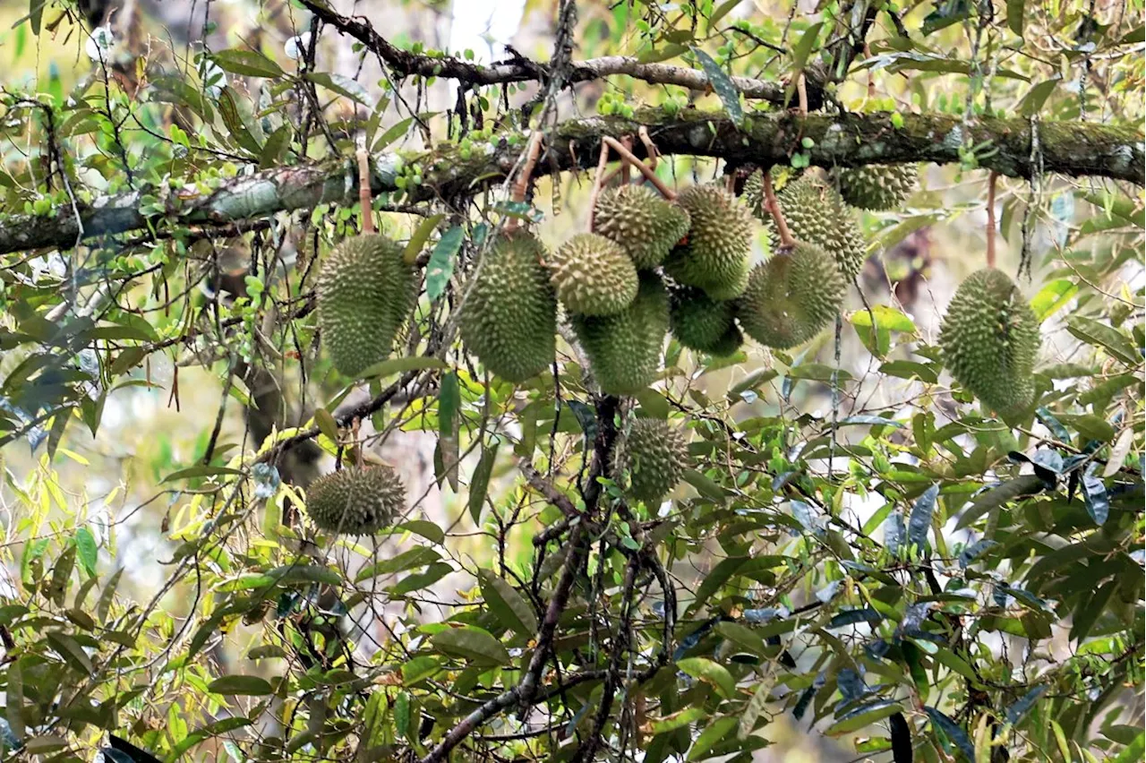 Unlicensed durian planters lose case against eviction notices in Kuantan High Court