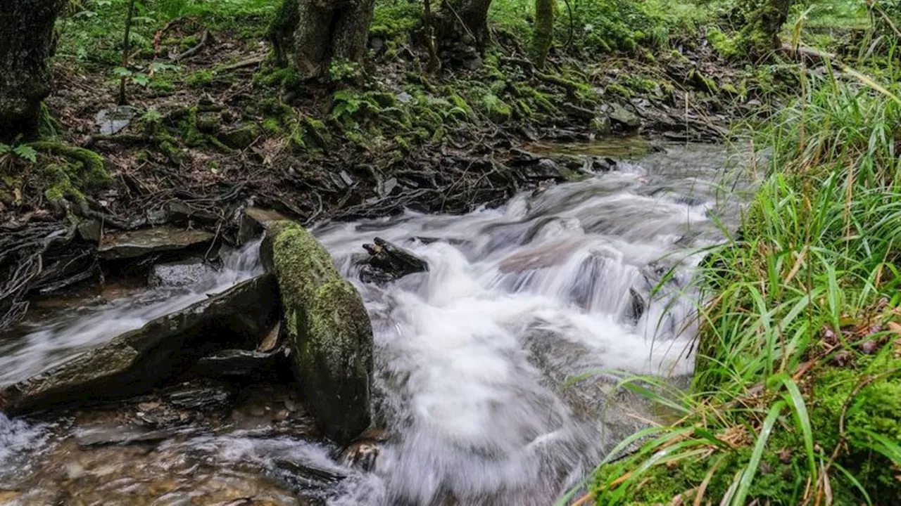 Naturschutz: Kreis Kleve bewirbt sich vorerst nicht um Nationalpark