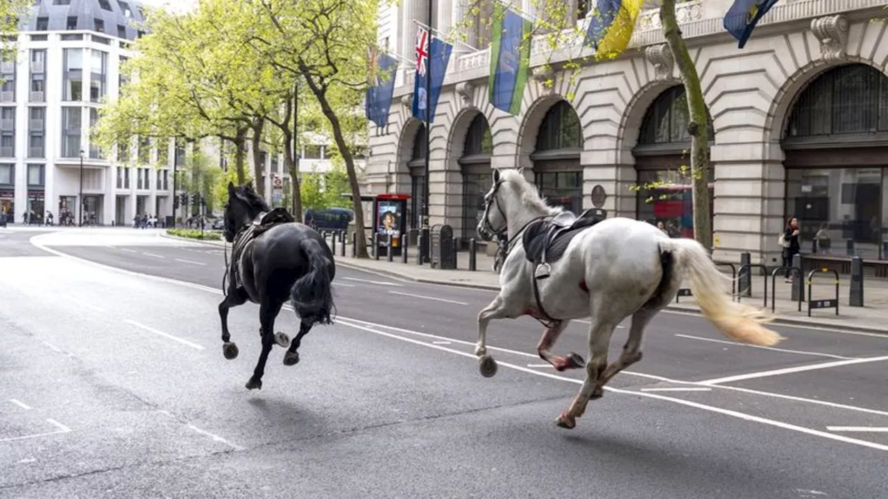 Tiere: Huf-Alarm in London: Pferde galoppieren durch City