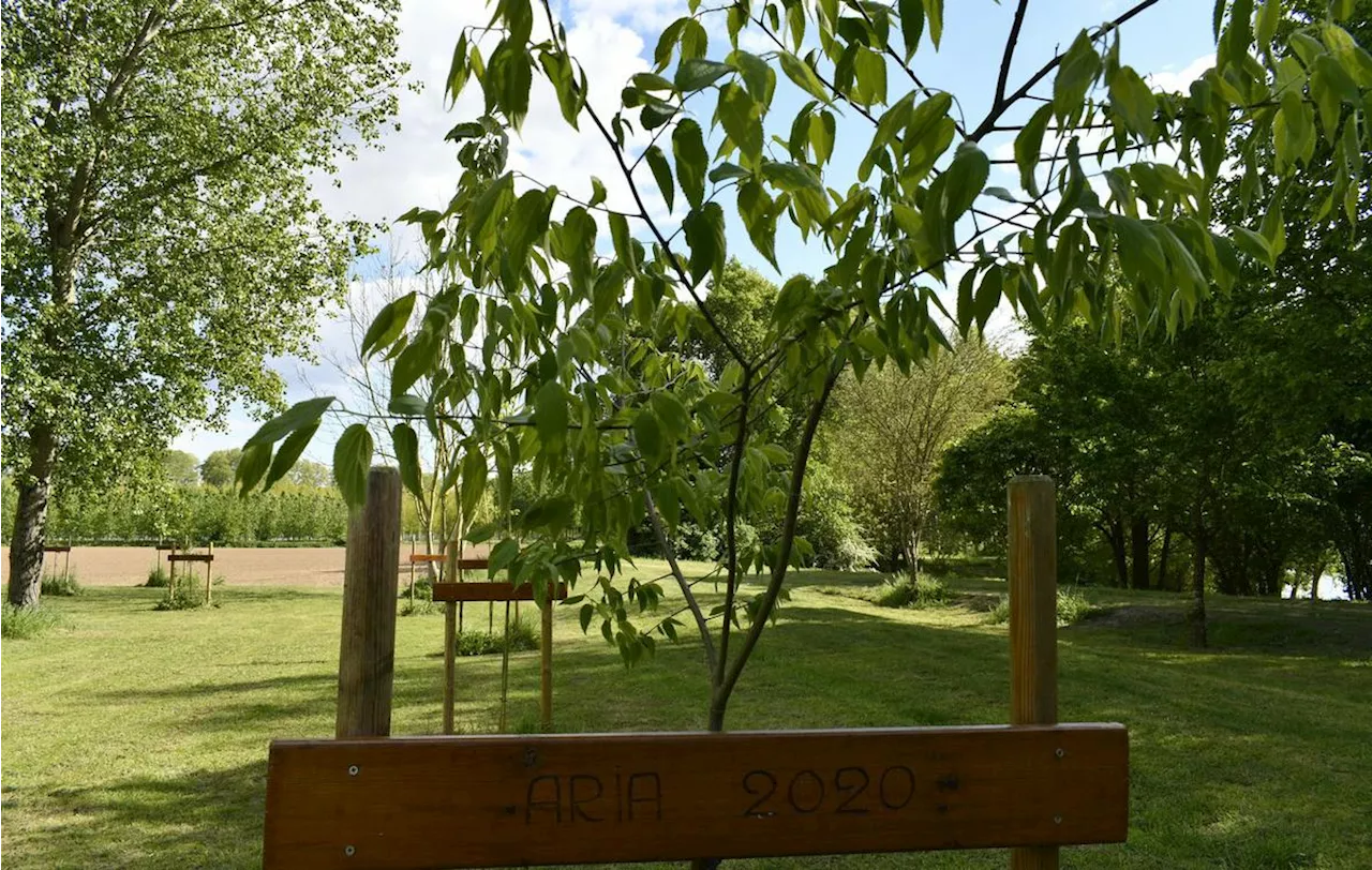 Lot-et-Garonne : quatre arbres à nouveau volés dans un parc de Sainte-Bazeille