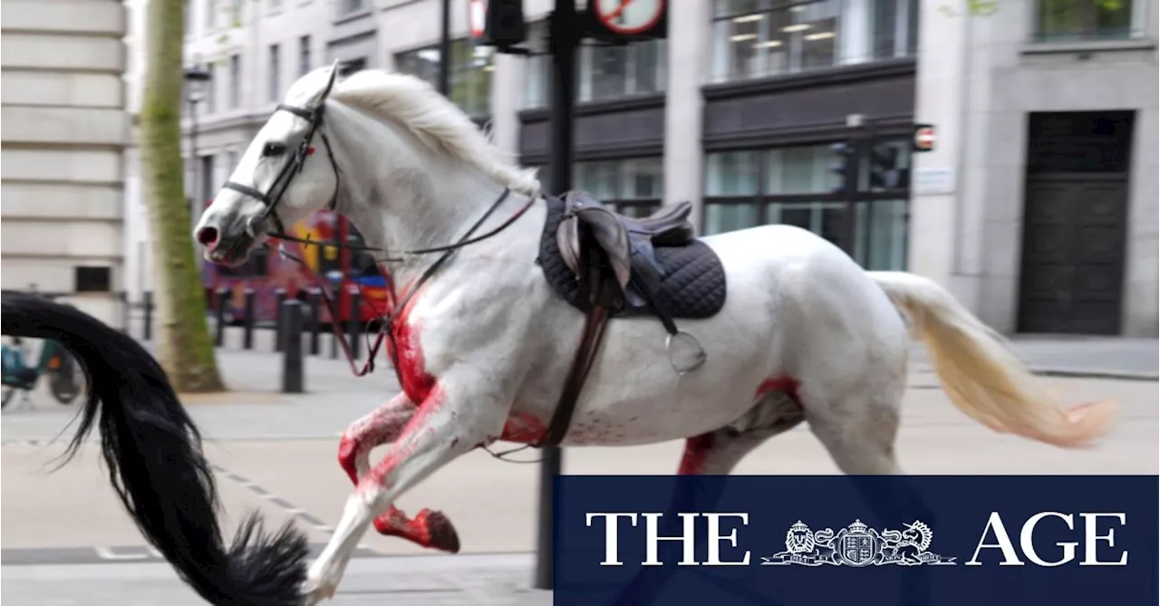 Blood-covered horses run loose through central London