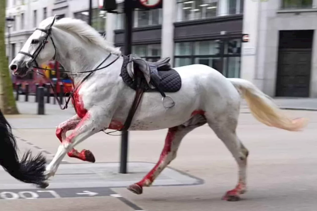 Horses from the Household Cavalry bolt through streets of London (video)