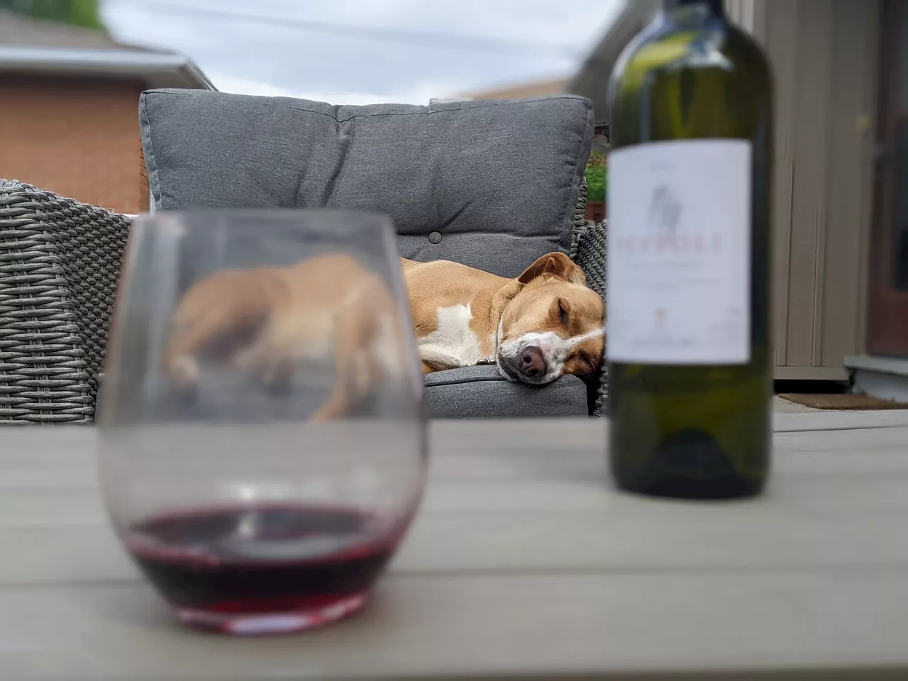 Five reasons to keep alcohol away from your dog