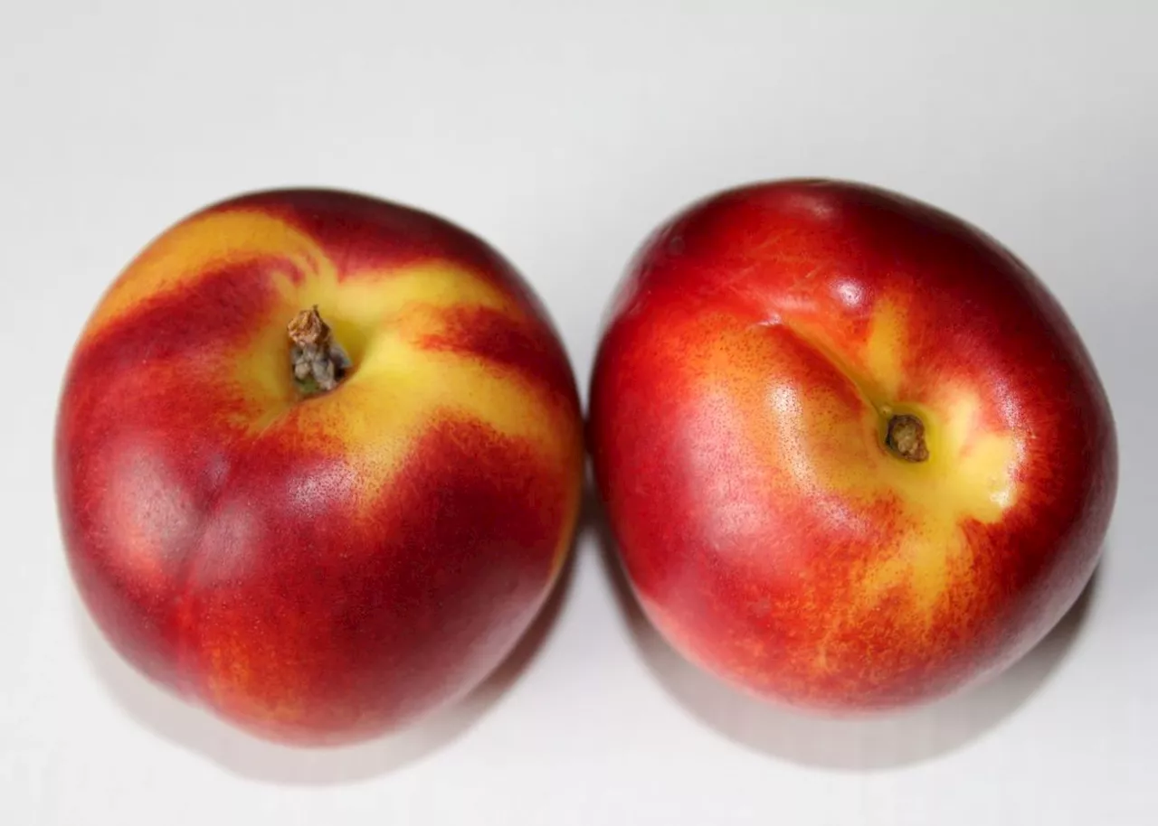 South African plums, nectarines ready to satisfy demand in the US