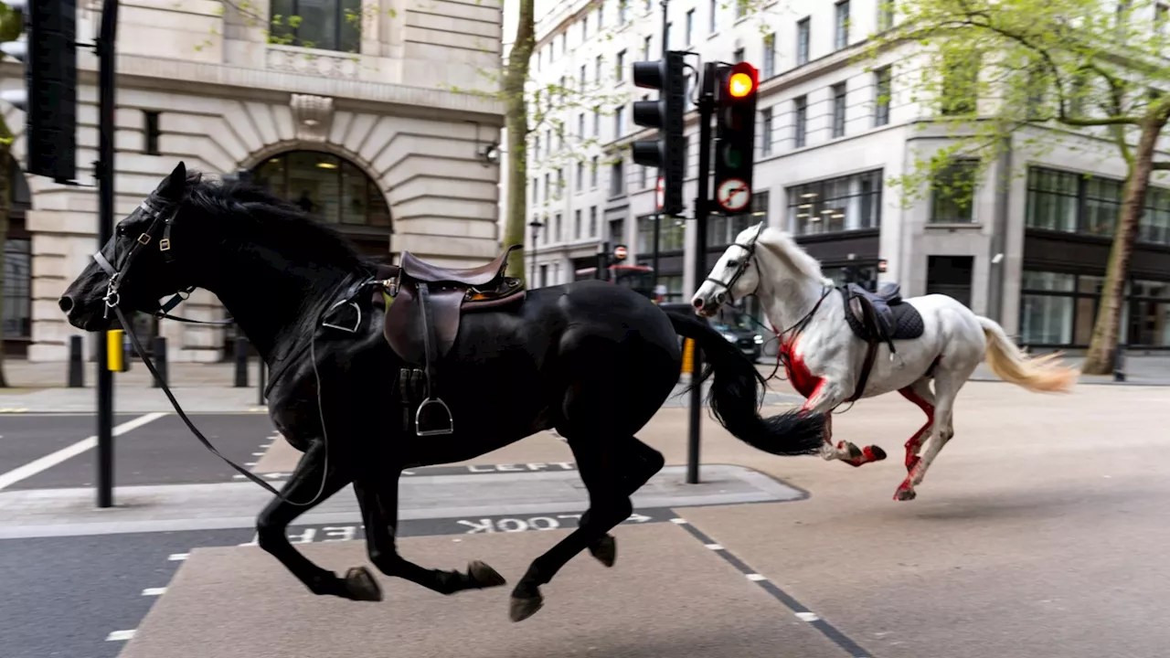 Moment seven spooked cavalry horses career down London street covered in ‘blood’ after soldier left inj...