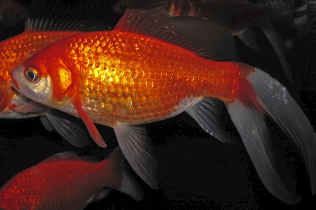 Campbell River tackles goldfish invasion in stormwater pond