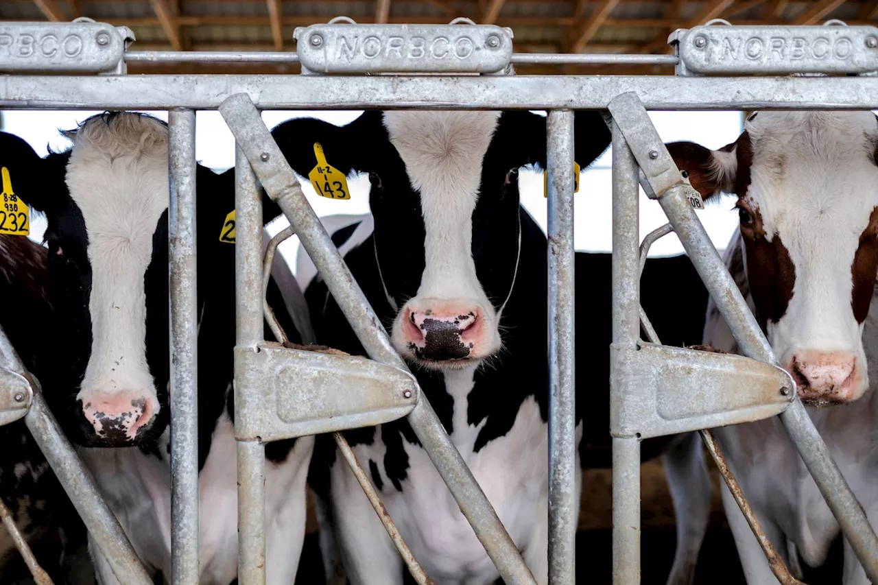 Bird flu virus found in grocery milk as officials say supply still safe