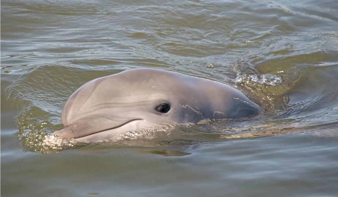 Juvenile dolphin shot dead in Louisiana, federal officials offering reward for information