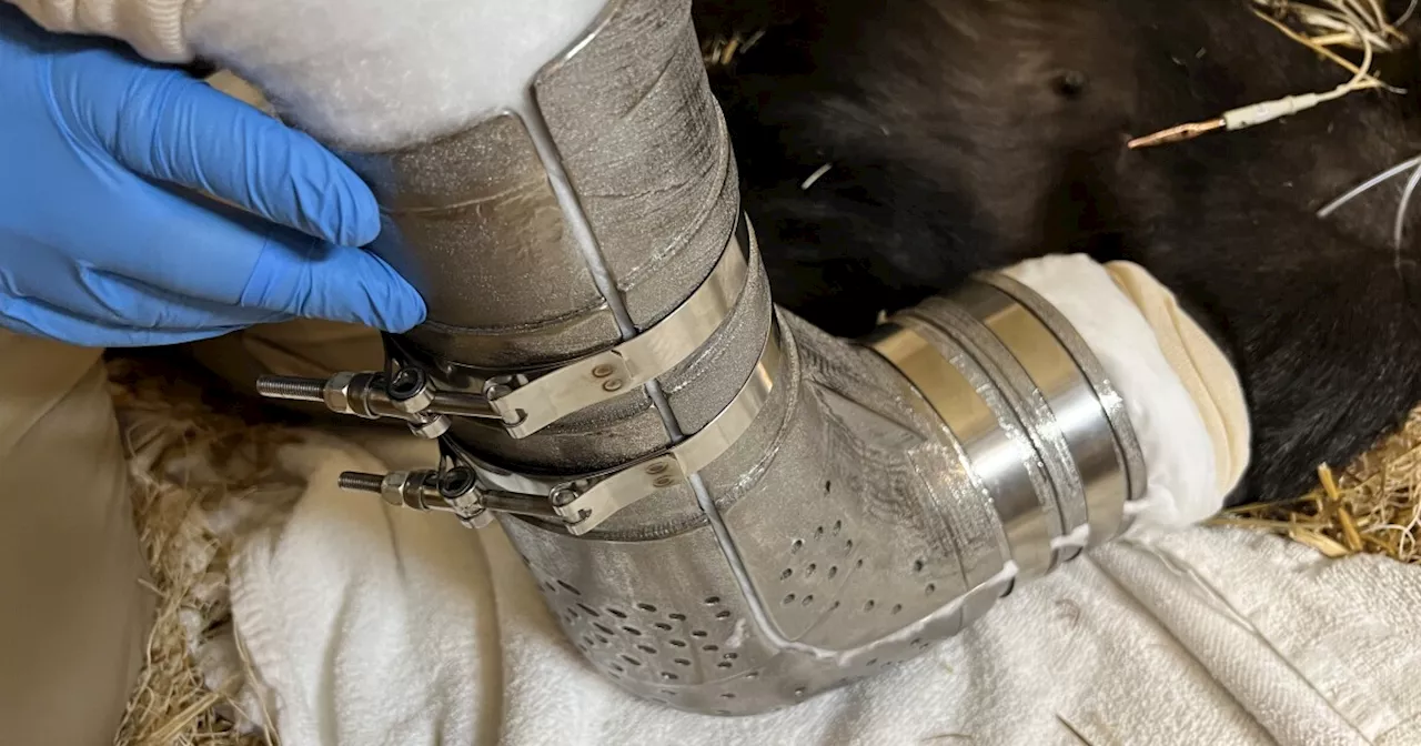 Cincinnati Zoo gorilla becomes first to wear 3D-printed titanium cast