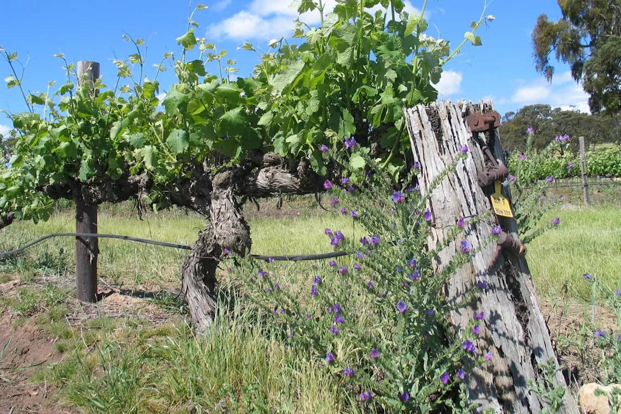 Christine Austin tries out Australian wines grown on traditional historic vines