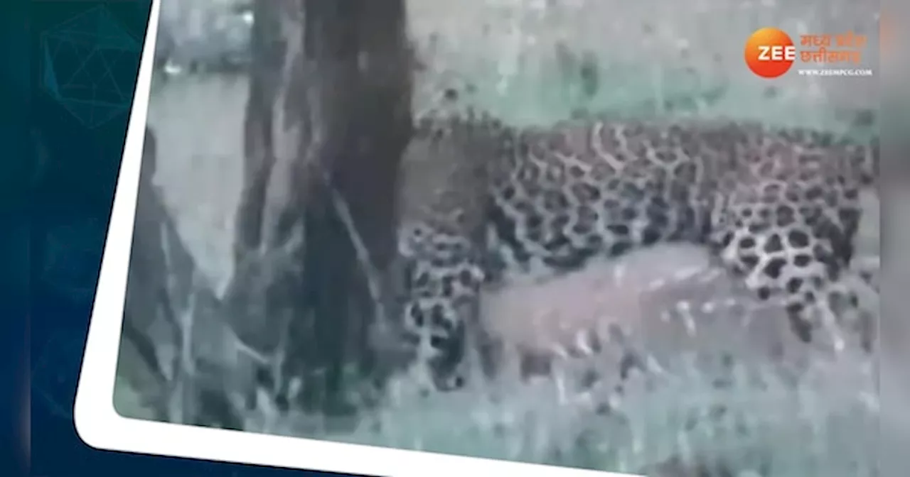 Leopard Video: पर्यटकों को फैन बना गया तेंदुआ! जबड़े में शिकार का वीडियो वायरल