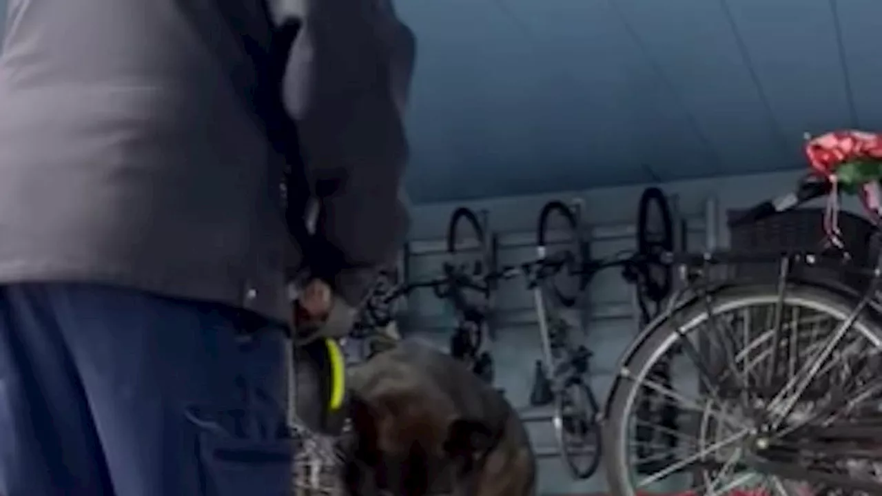 Tierquälereivorwurf wegen Video: Securitas-Mitarbeiter schlägt seinen Hund