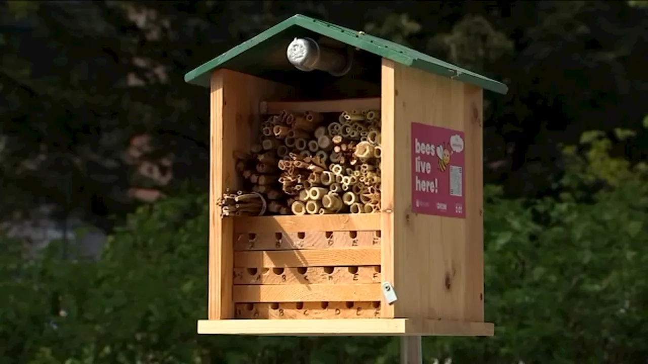 City agencies, Rutgers partner to create 'hotels' and 'bunkers' to keep native bees safe around NYC