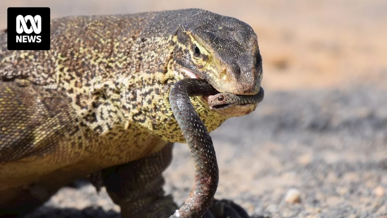 Australian lizards have evolved resistance to deadly venom, but some snakes 'fire back'