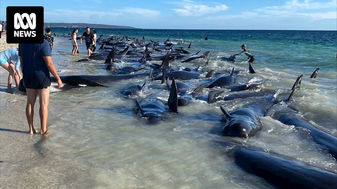 Authorities respond to mass whale stranding at Toby's Inlet, near Dunsborough in WA