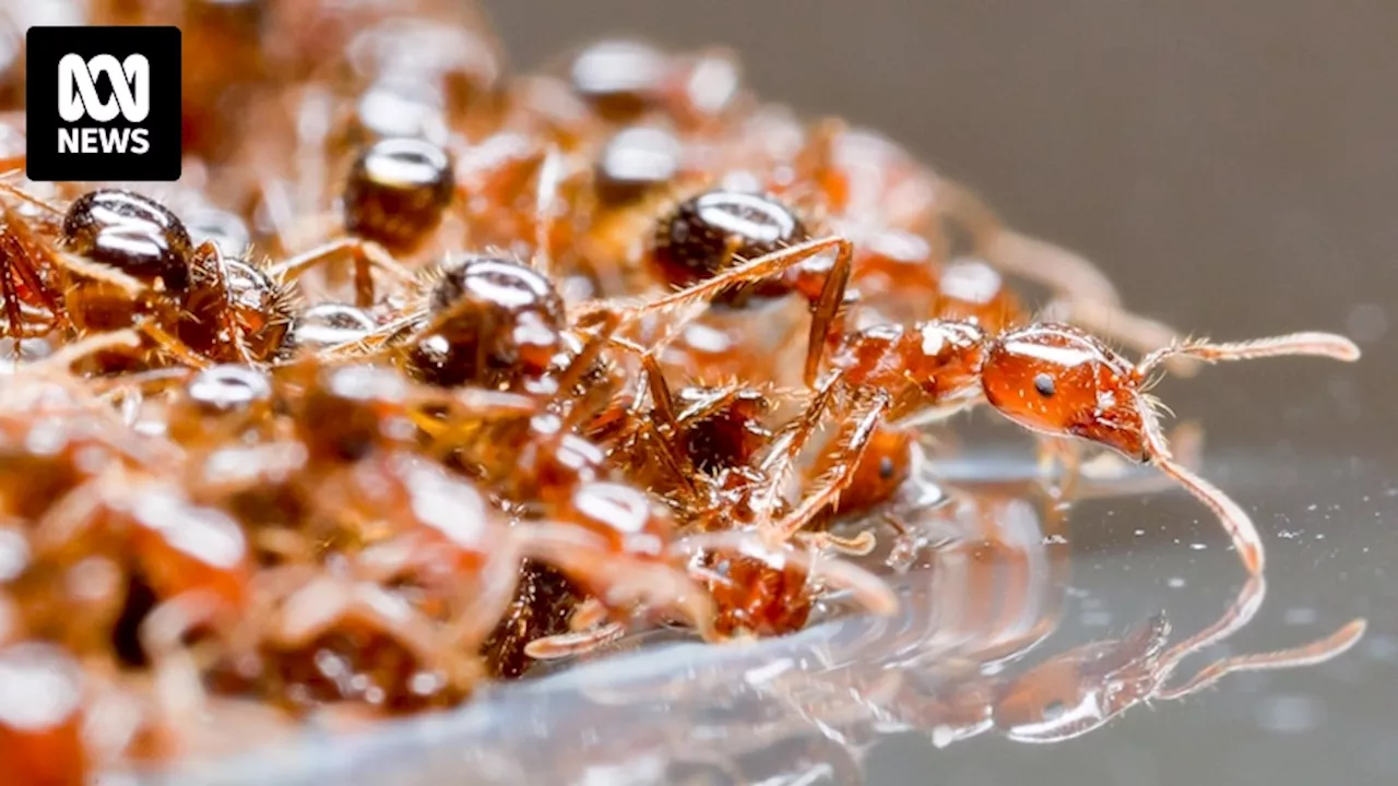 Fears fire ant nests found on Oakey army base will spread to Murray-Darling Basin