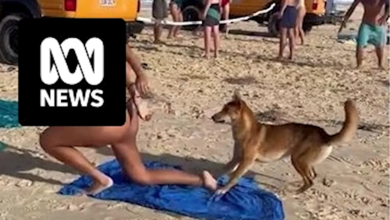 French tourist Tea Baudu attacked by dingo at K'gari says animals should not have to change their behaviour