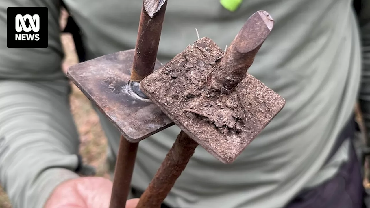 Metal spikes found on mountain bike track in Tewantin National Park, Noosa