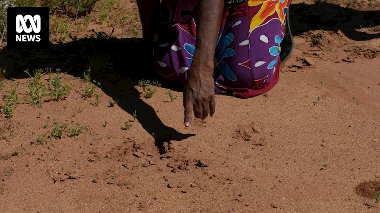 Warlpiri preserve language, culture through animal tracking program for next generation