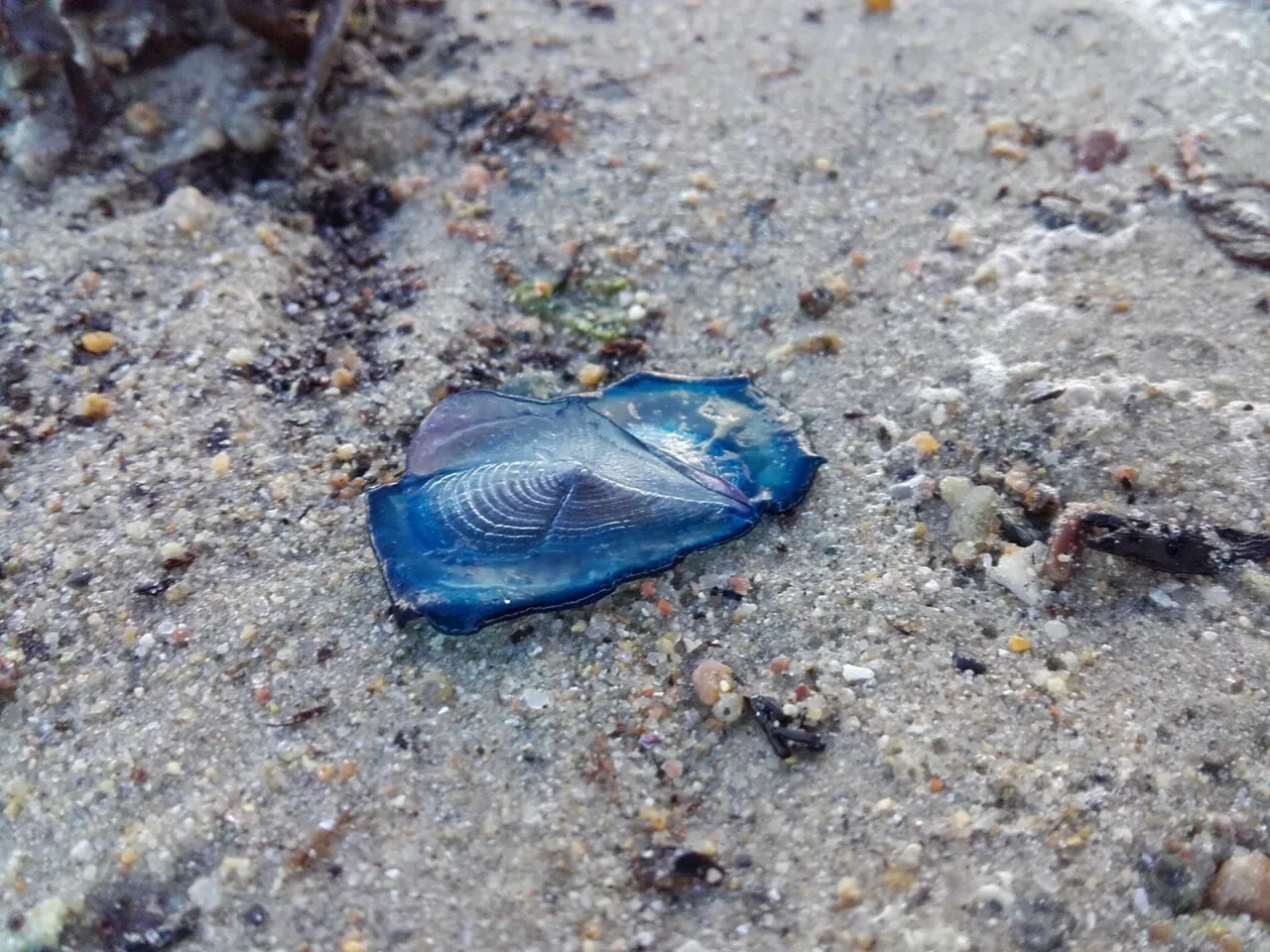 D'où viennent ces drôles d'animaux bleus échoués sur le littoral des Côtes-d'Armor