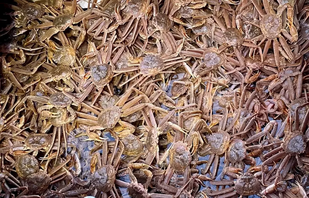 Feds pinch Southeast Alaska skippers over illegal transport of crab