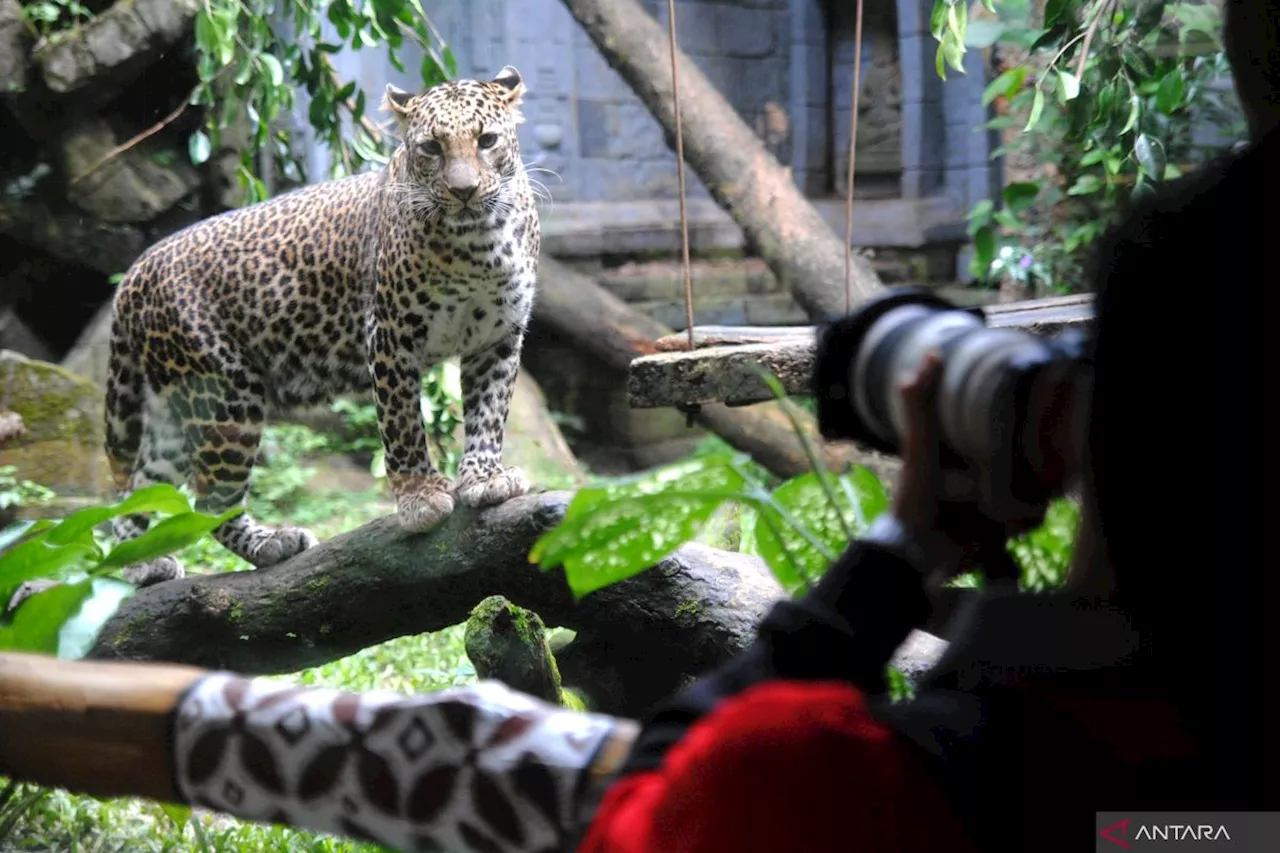 Seorang ibu di Zambia selamatkan balitanya dari serangan macan tutul